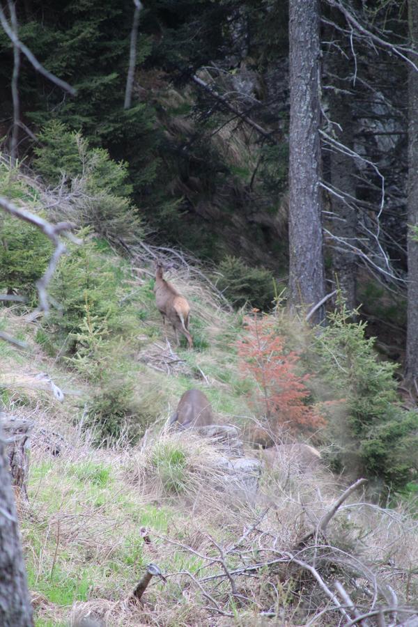 Locanda La Ruscoletta Telve Dış mekan fotoğraf